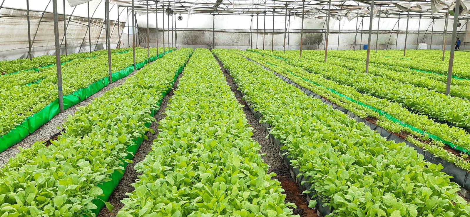 Baby Spinach Farms Hydroponics